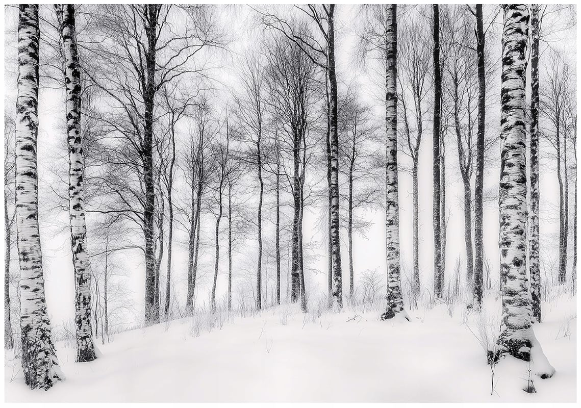 Fototapeta Drzewa Czarno Białe Las Natura 400x280 cm Tapeta Do Sypialni Salonu Kuchni Na Flizelinie