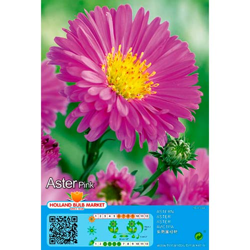1 buc, Aster alpin Pink - Bulbi: Mod de ambalare: 1 buc