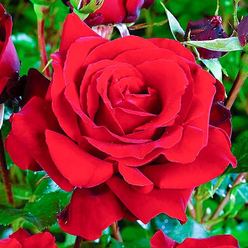 1 Pflanze(n), Großblütige Rose Cygne Noir Frank Coenders - Setzlinge: Ilość w opakowaniu: 1 Pflanze(n)