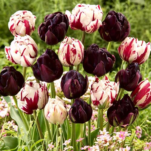 Tolles Angebot! Tulpe Magic Color , Set von 2 Sorten - Blumenzwiebeln: Ilość w opakowaniu: 20 Stück
