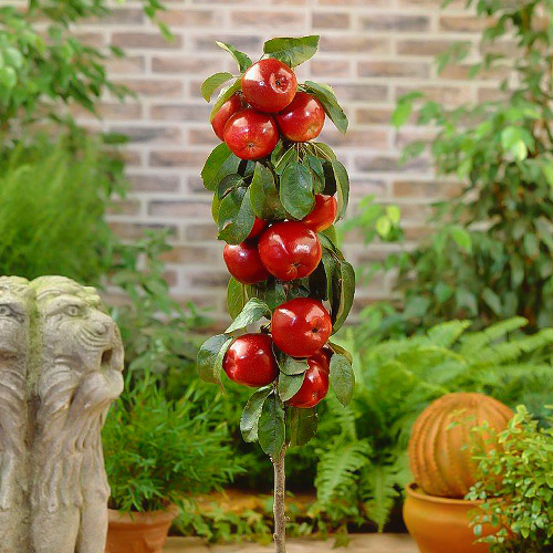 Manzana columnar Red River - Plántulas: Ilość w opakowaniu: 1 plant