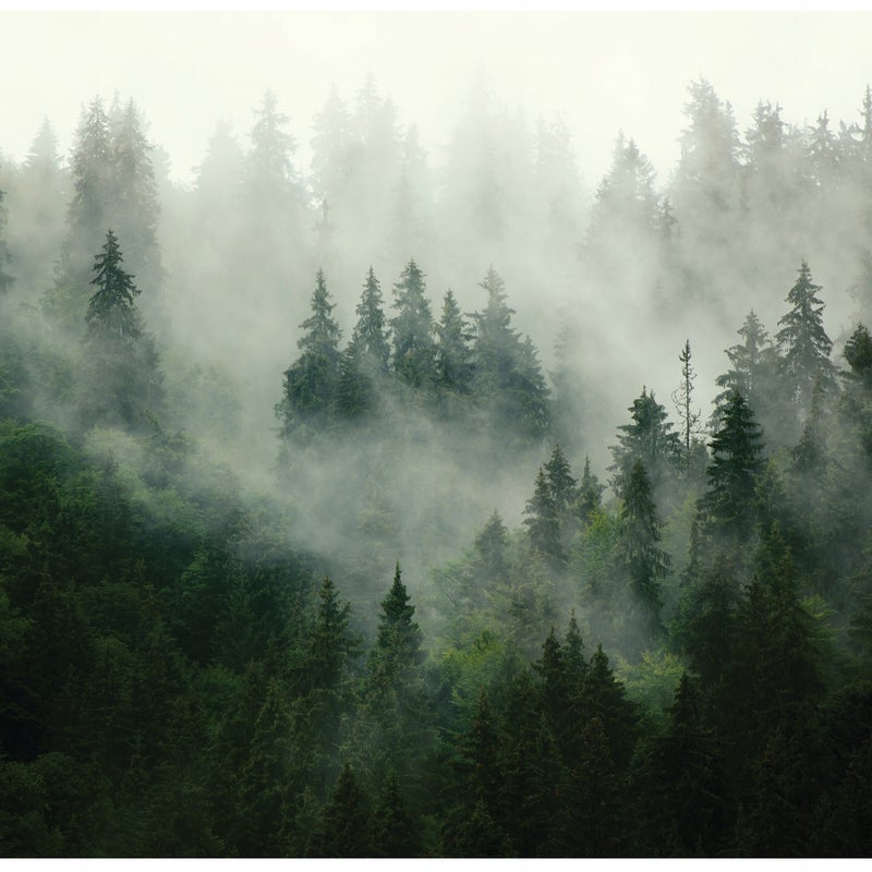 Fototapeta Las we mgle Natura 400x280 cm Tapeta Do Sypialni Salonu Kuchni Na Flizelinie