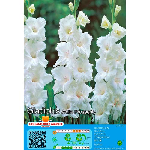 5 cebul, Tani pakiet! Gladiola (Mieczyk) White Prosperity - Cebule: Ilość w opakowaniu: 5 cebul