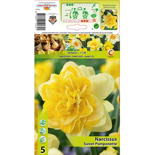5 buc, Narcise Sweet Pomponette - Bulbi: Mod de ambalare: 5 buc