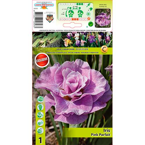 1 buc, Iris siberian Pink Parfait - Bulbi: Mod de ambalare: 1 buc