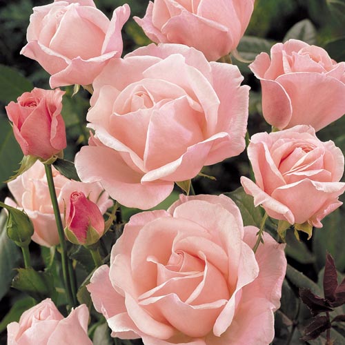 3 buc, Trandafir teahibrid Queen Elizabeth - : Mod de ambalare: 3 buc