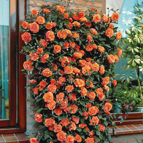 1 Pflanze(n), Kletterrose orange - Setzlinge: Ilość w opakowaniu: 1 Pflanze(n)