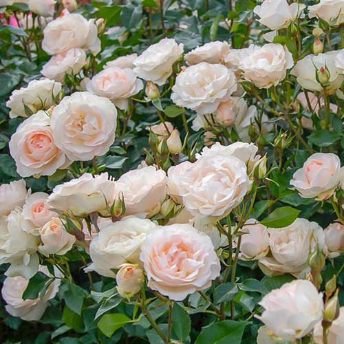 Rosales floribunda Sans Souci (Sin preocupaciones) - Plántulas: Ilość w opakowaniu: 1 plantas