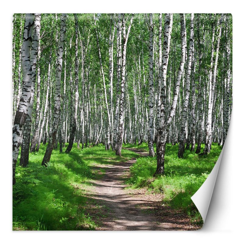 Fototapeta Feeby Las brzozowy i leśna ścieżka 250x250 1 szt