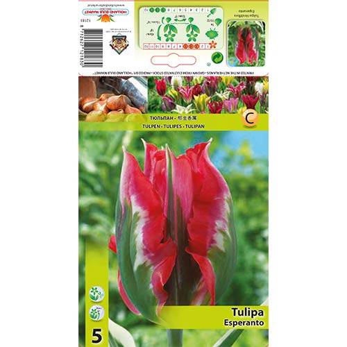 Tulipany z grupy Virdiflora, Tulipana Viridiflora Esperanto, 5 szt. - GradinaMax