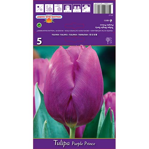 Tulipan Triumph Purple Prince - Cebule: Ilość w opakowaniu: 5 szt. - GradinaMax