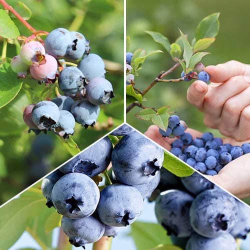 Zestaw Borówek amerykańskich Gigant, 3 sadzonki - Sadzonki: Ilość w opakowaniu: 3 sadz - GradinaMax