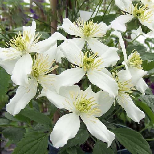 Clematis (Powojnik) Montana Wilsonii - Sadzonki: Ilość w opakowaniu: 1 szt - GradinaMax
