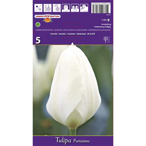 Tulipan Purissima - Cebule: Ilość w opakowaniu: 5 szt. - GradinaMax
