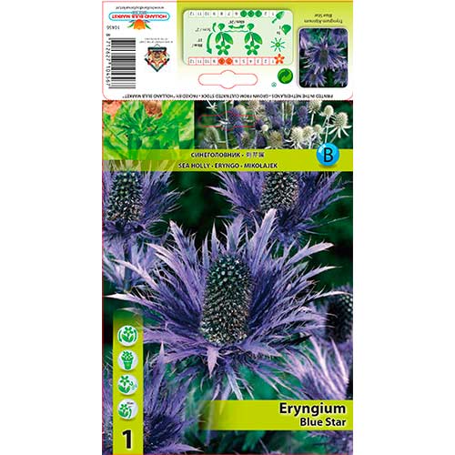 1 buc, Scai vânăt (Eryngium) Blue Star - Bulbi: Mod de ambalare: 1 buc