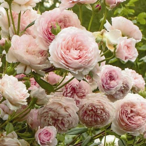 1 buc, Trandafir floribunda William Morris - Răsaduri: Mod de ambalare: 1 buc