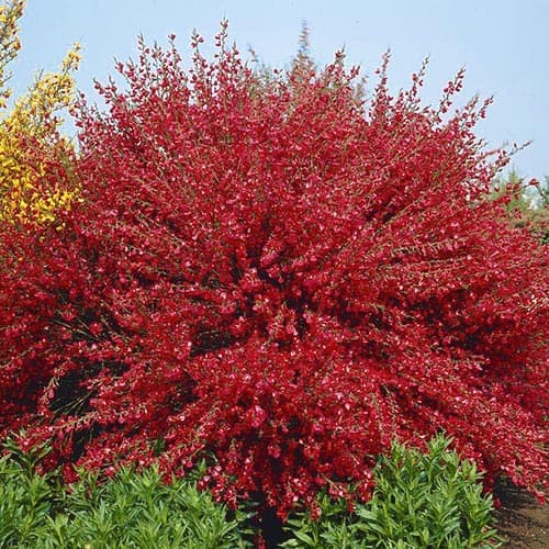 1 buc, Cytisus Boskoop Ruby - Răsaduri: Mod de ambalare: 1 buc