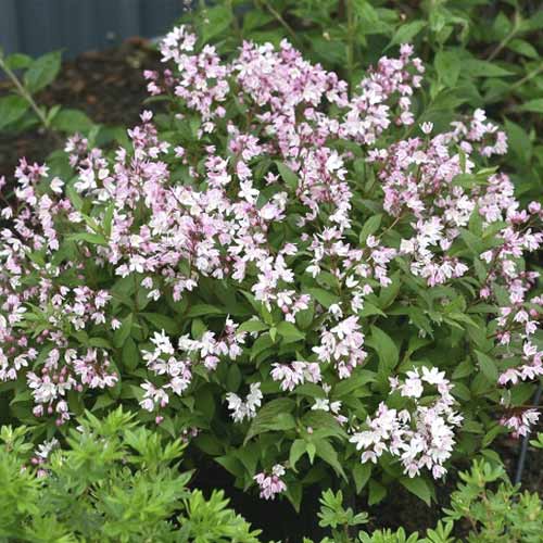 1 buc, Deutzia Yuki Cherry Blossom , C3 - Puieți: Mod de ambalare: 1 buc