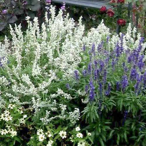 1 buc, Clethra Hummingbird - Răsaduri: Mod de ambalare: 1 buc