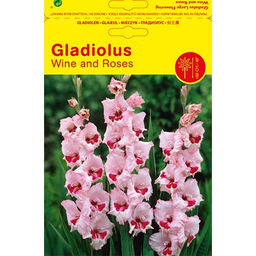 5 Stück, Großblumige Gladiole Wine and Roses - Zwiebeln: Ilość w opakowaniu: 5 Stück
