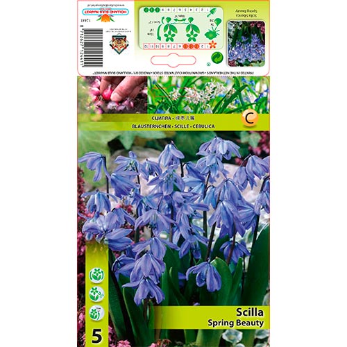 Scilla (Squill siberiano) Spring Beauty - Bulbos: Ilość w opakowaniu: 5 bulbos