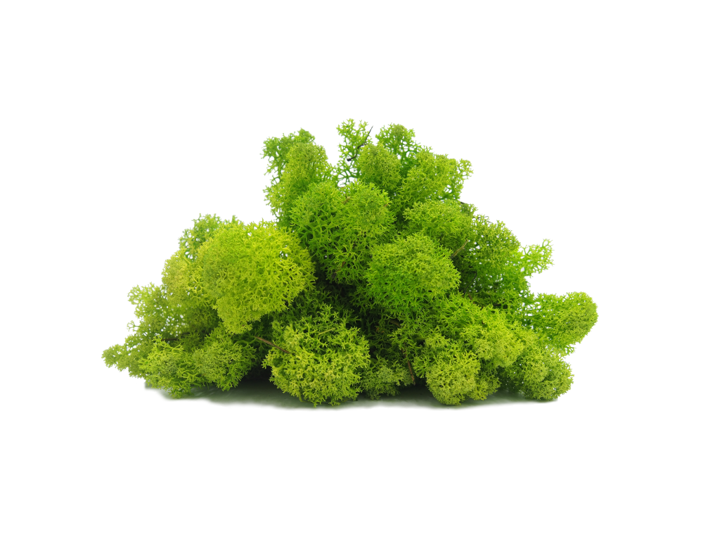 Mech Chrobotek Reniferowy Spring Green 100 g