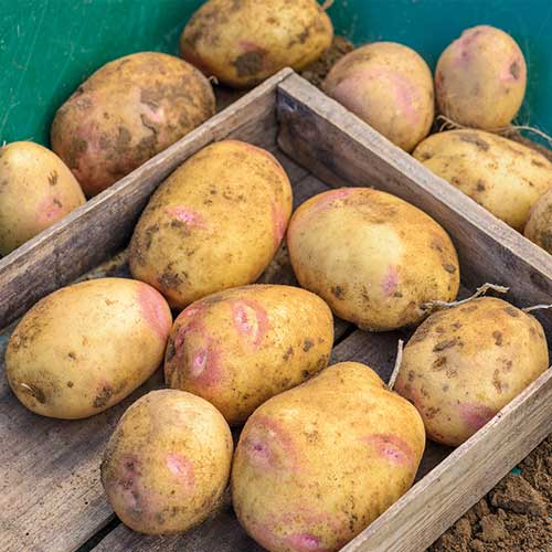 3 kg, Sadzeniaki ziemniaków Fontane - : Ilość w opakowaniu: 3 kg