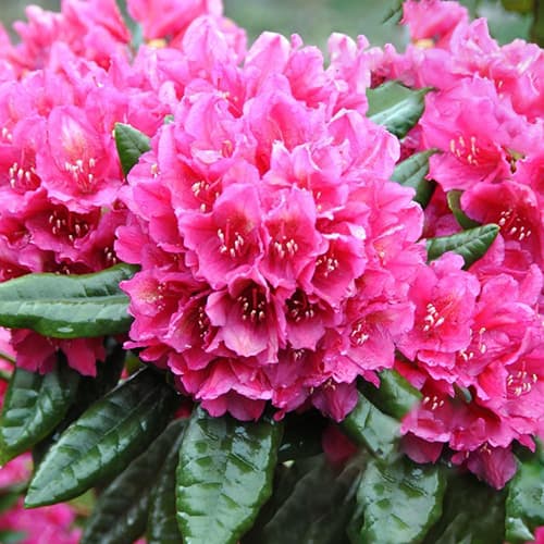 Rododendron (Różanecznik) Rodrigo - Sadzonki: Ilość w opakowaniu: 1 szt - GradinaMax