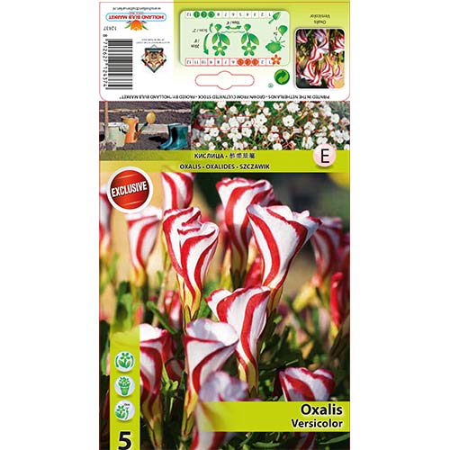 Szczawik (Oxalis) Versicolor - Cebule, Ilość w opakowaniu: 5 szt. - GradinaMax