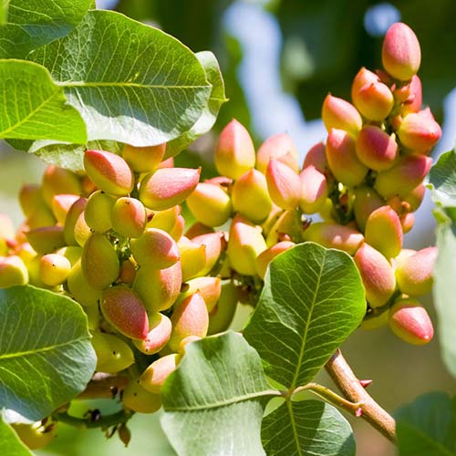 Pistacja Pontekes - Sadzonki. Ilość w opakowaniu: 1 sadz - GradinaMax