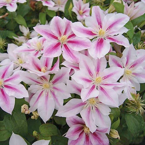 Clematis (Powojnik) Andromeda - Sadzonki: Ilość w opakowaniu: 1 szt - GradinaMax
