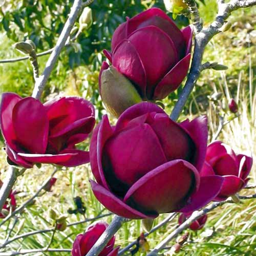 1 sadz, Magnolia Black Tulip - Sadzonki: Ilość w opakowaniu: 1 sadz