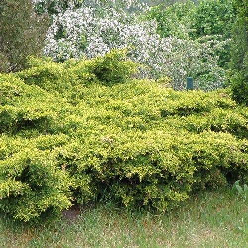 1 sadz, Jalowiec King Of Spring - Sadzonki: Ilość w opakowaniu: 1 sadz