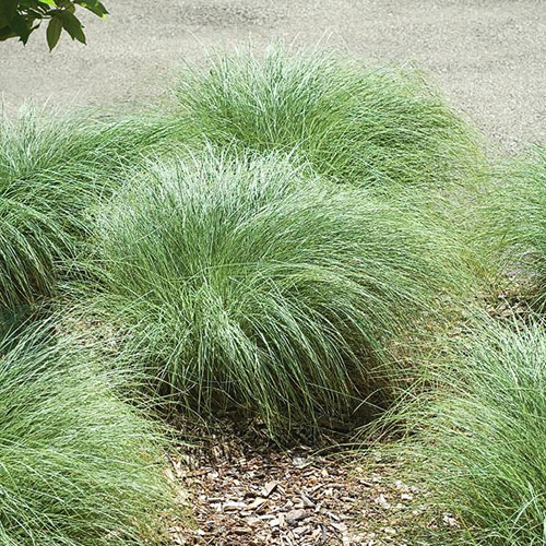 1 buc, Rogoz (Carex) Amazon Mist - Răsaduri: Mod de ambalare: 1 buc