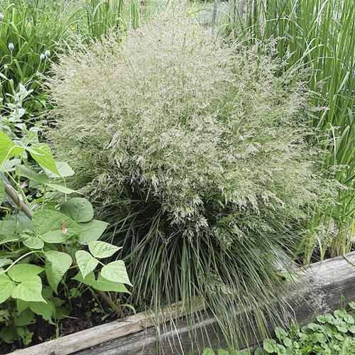1 buc, Deschampsia (Tîrsă) Bronzeschleier, C3 - Puieți: Mod de ambalare: 1 buc