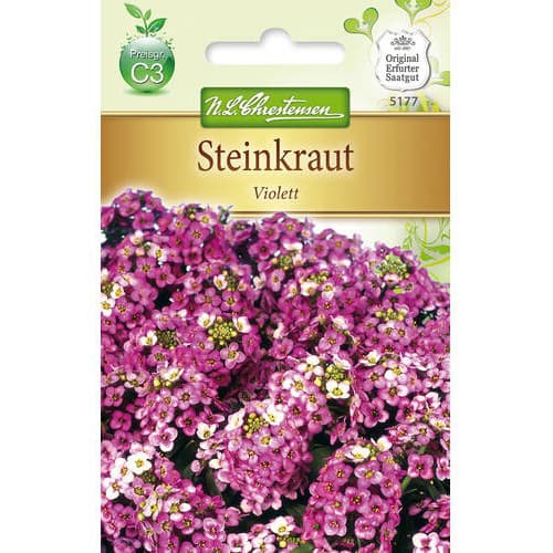 1 pac, Lobularia Violett - Semințe: Mod de ambalare: 1 pac