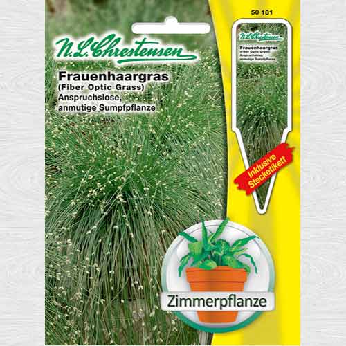 1 pac, Isolepis cernua (Iarba fibră optică) - Semințe: Mod de ambalare: 1 pac