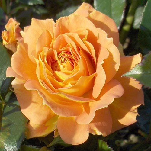 1 buc, Trandafir floribunda Goldelse - Butași: Mod de ambalare: 1 buc