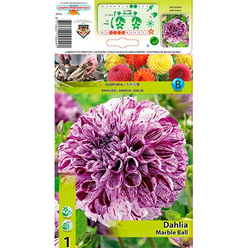 1 buc, Dalie Marble Ball - Bulbi: Mod de ambalare: 1 buc