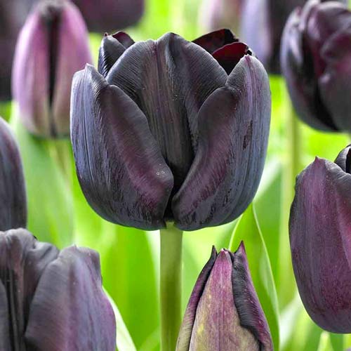 5 Stück, Tulpe Black Jack - Blumenzwiebeln: Ilość w opakowaniu: 5 Stück