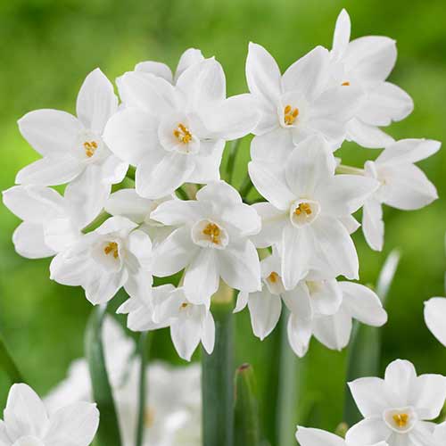 5 Stück, Narzisse Paperwhite Ziva - Blumenzwiebeln: Ilość w opakowaniu: 5 Stück