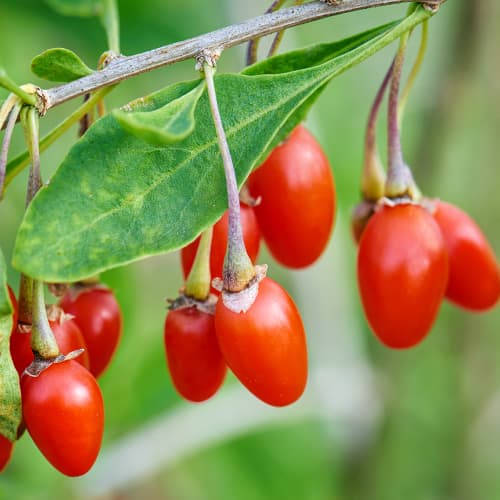 Nueva baya de Goji grande, P9 - Plántulas: Ilość w opakowaniu: 1 plantas
