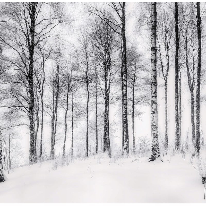 Fototapeta Drzewa Czarno Białe Las Natura 350x250 cm Tapeta Do Sypialni Salonu Kuchni Na Flizelinie