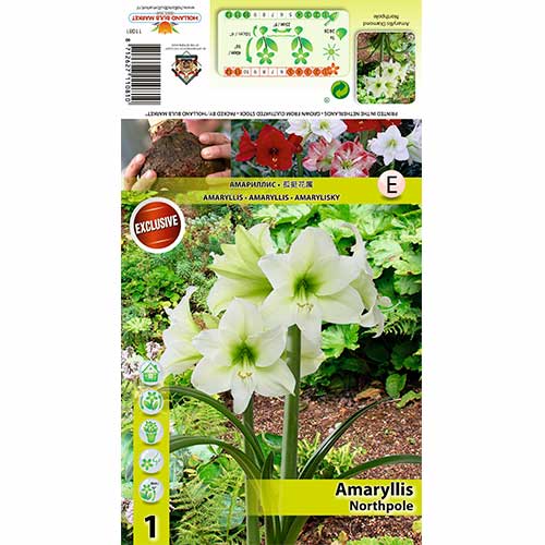 1 szt., Amaryllis (Hippeastrum) Northpole - Cebule: Ilość w opakowaniu: 1 szt.