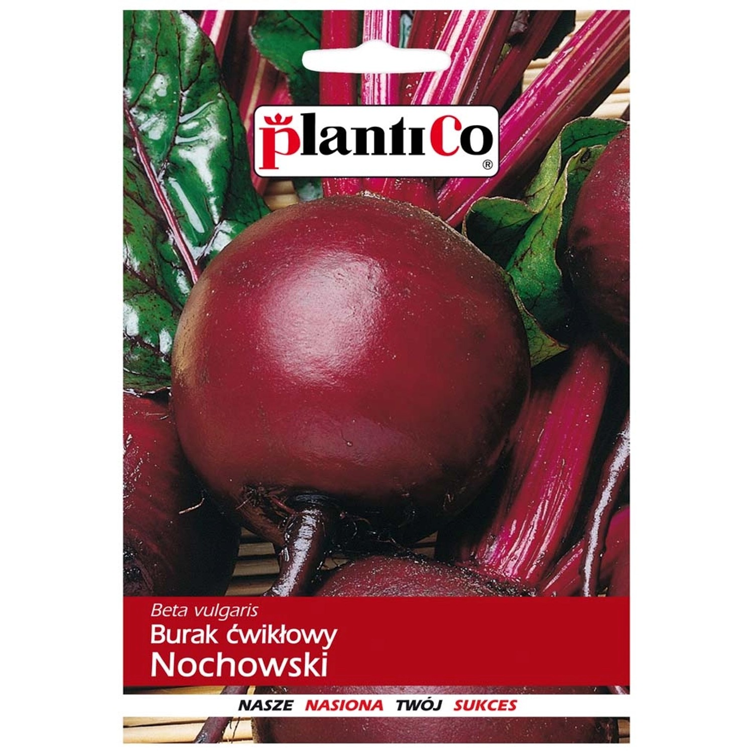 Burak ćwikłowy Nochowski
