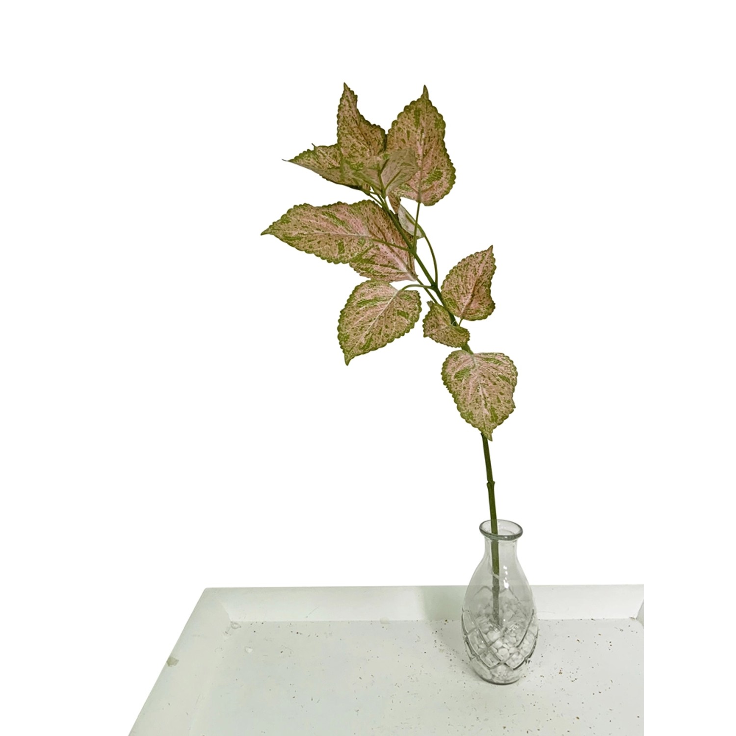 Koleus pstry gałąź wys. 57 cm