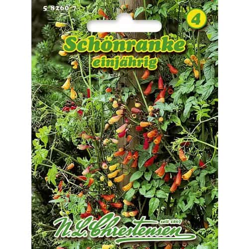 1 pac, Eccremocarpus anual - Semințe: Mod de ambalare: 1 pac