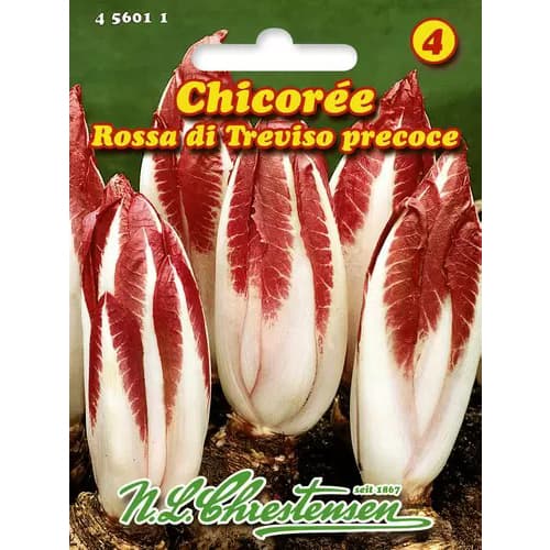 1 pac, Cicoare roșie (radicchio) Rossa di Treviso Precoce - Semințe: Mod de ambalare: 1 pac