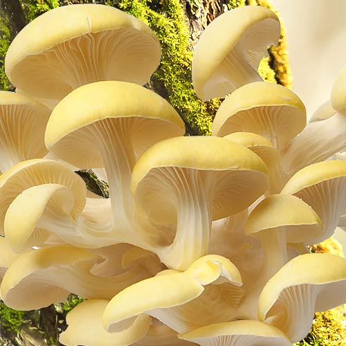 1 pac, Pleurotus Galben - : Mod de ambalare: 12 buc