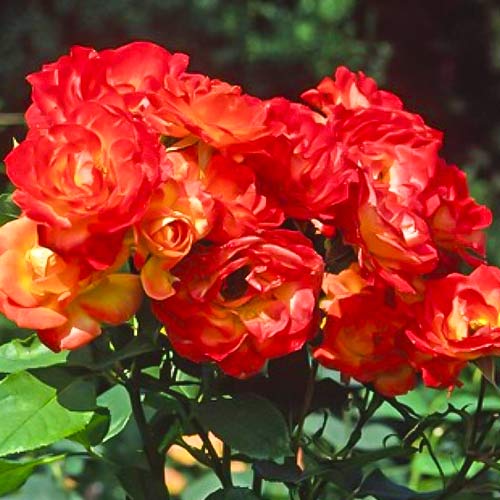 1 buc, Trandafir floribunda Pigalle 85 - Răsaduri: Mod de ambalare: 1 buc